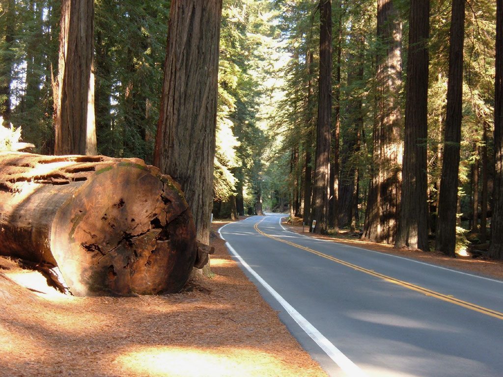 Driving place place. Калифорния Redwood Highway. Лес в Америке. Дороги в США лес. Лес в Северной Америке с дорогой.